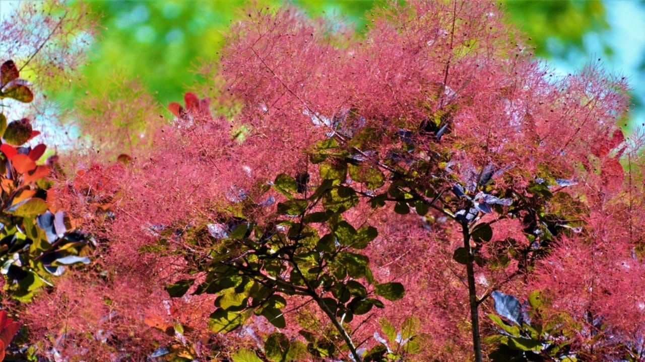 12 Bushes That Bring Brilliant Fall Colors to Your Landscape 13 12 Bushes That Bring Brilliant Fall Colors to Your Landscape - smoke bush ss1448528873