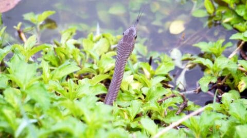 13 Ways Your Home Could Be Inviting Snakes Inside