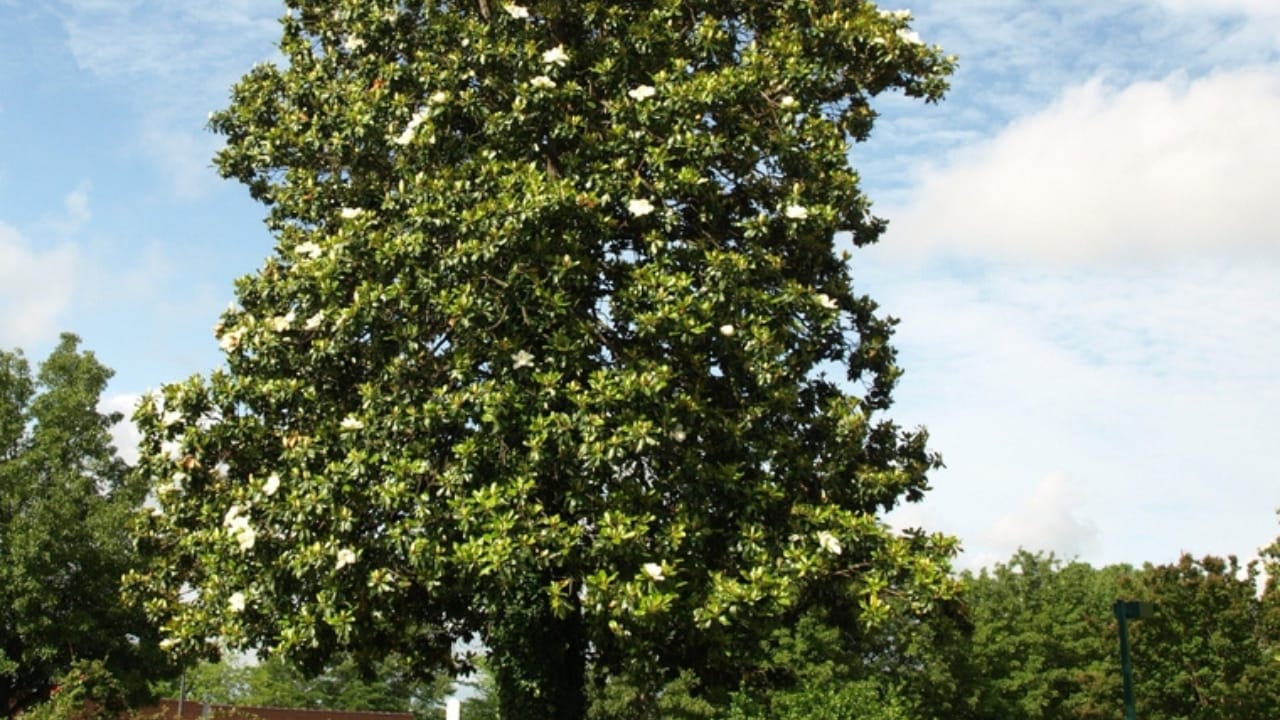 7 Native Trees That Outshine Flowers for Pollinators 3 7 Native Trees That Outshine Flowers for Pollinators - southern magnolia tree dp2448992