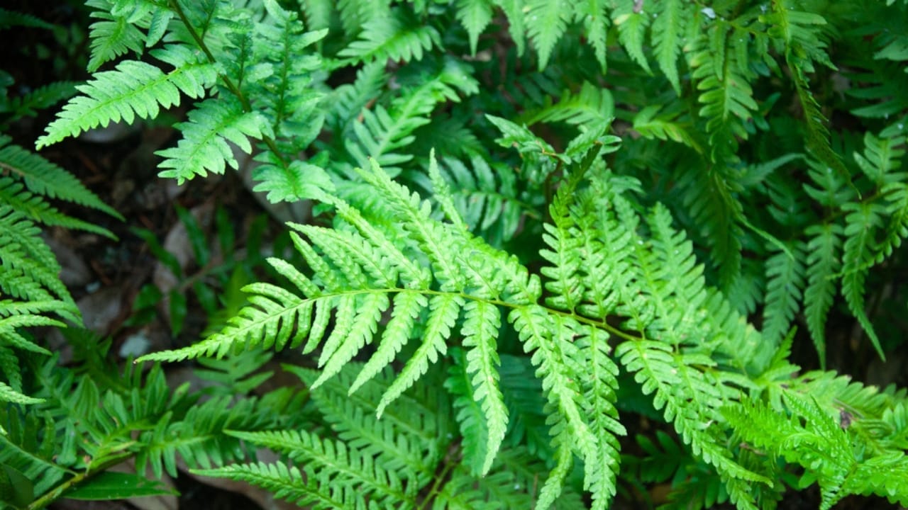14 Fairytale Plants to Make Your Garden Magical 6 14 Fairytale Plants to Make Your Garden Magical - southern wood fern ss1339955819