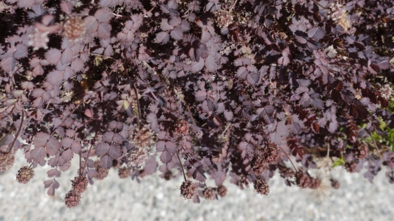 These 12 Ground Covers Combat Unwanted Weeds So You Don’t Have To 3 These 12 Ground Covers Combat Unwanted Weeds So You Don’t Have To - spineless acanea ss2253573717