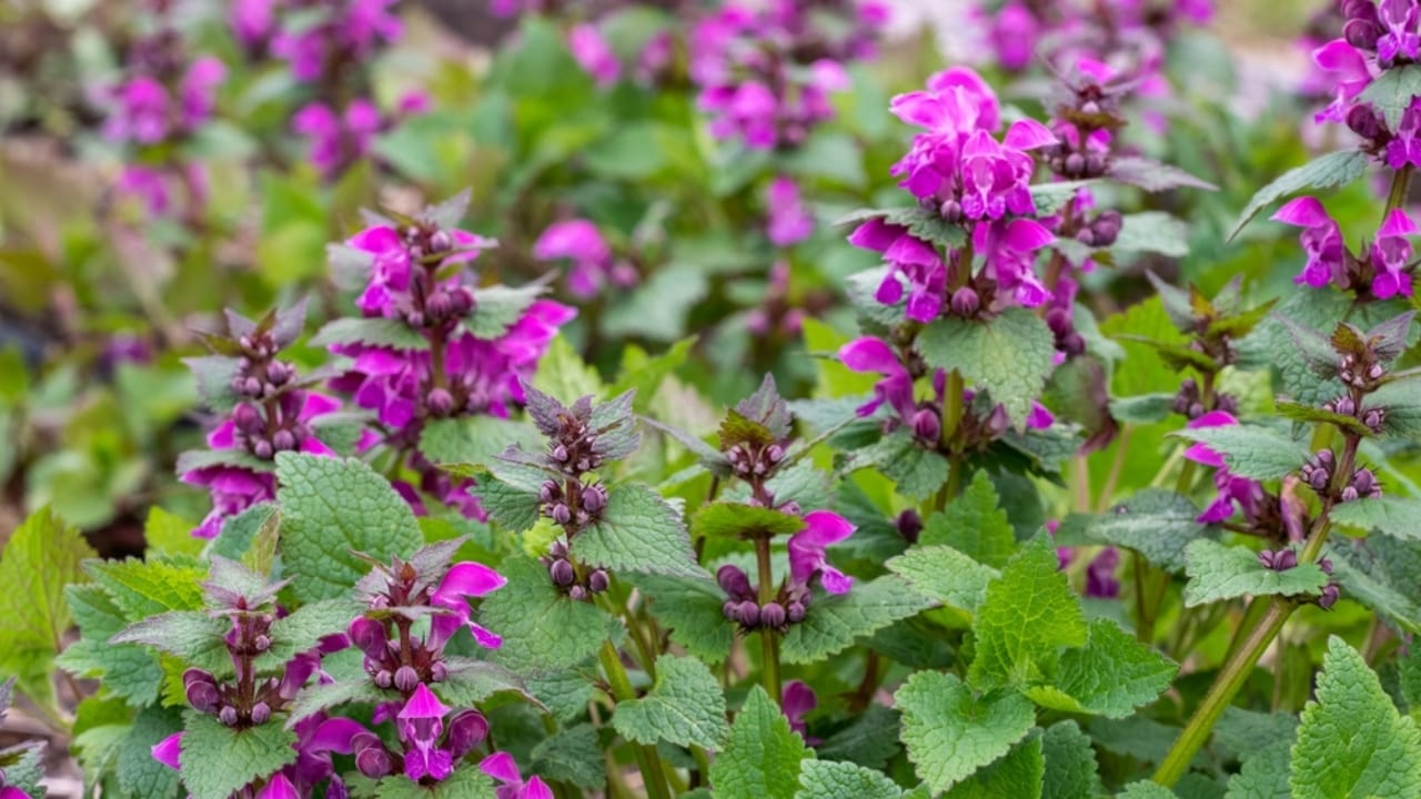 These 12 Ground Covers Combat Unwanted Weeds So You Don’t Have To 11 These 12 Ground Covers Combat Unwanted Weeds So You Don’t Have To - spotted deadnettle ss2162714095