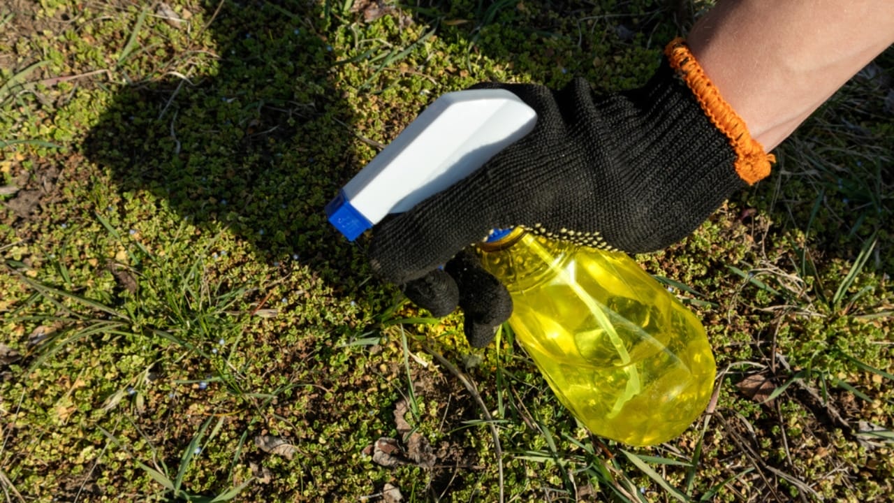 Say Goodbye to Driveway Weeds with These 15 Methods 15 Say Goodbye to Driveway Weeds with These 15 Methods - spraying alcohols chemical herbicides in weeds dp362107768