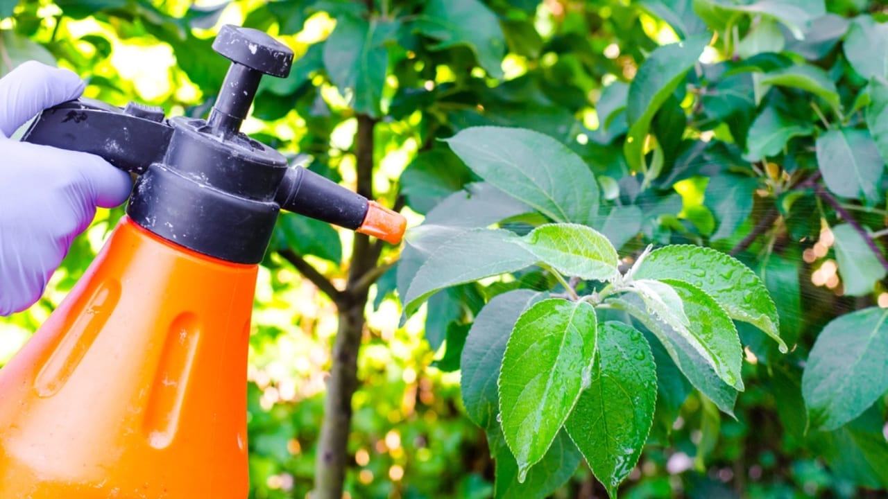 Don't Let Flies Take Over: 10 Ways to Keep Them Away for Good 10 Don't Let Flies Take Over: 10 Ways to Keep Them Away for Good - spraying insecticide dp226906904