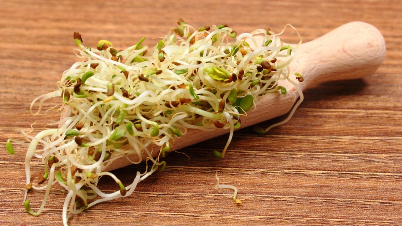 18 DIY Chicken Feed Ideas to Boost Egg Nutrition — No Store-Bought Feed Needed 6 18 DIY Chicken Feed Ideas to Boost Egg Nutrition — No Store-Bought Feed Needed - sprouts dp99066810