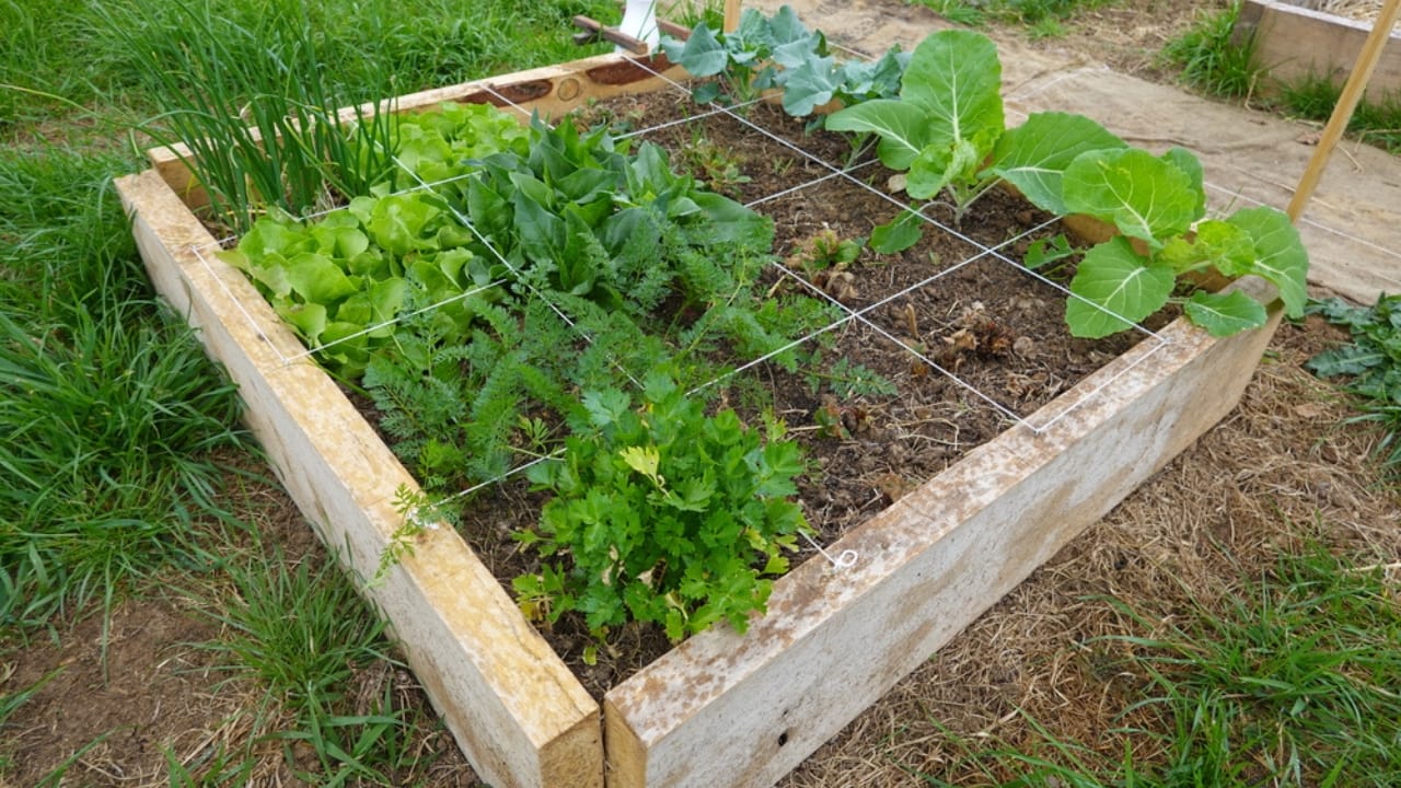 10 Victory Garden Lessons That Still Grow Resilience Today 10 10 Victory Garden Lessons That Still Grow Resilience Today - square foot gardening dp656455336