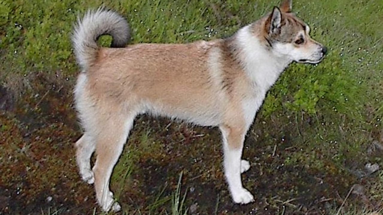 The World's Most Unique Dog: 8 Lundehund Facts 6 The World's Most Unique Dog: 8 Lundehund Facts - standing norweigan lunderhund wc