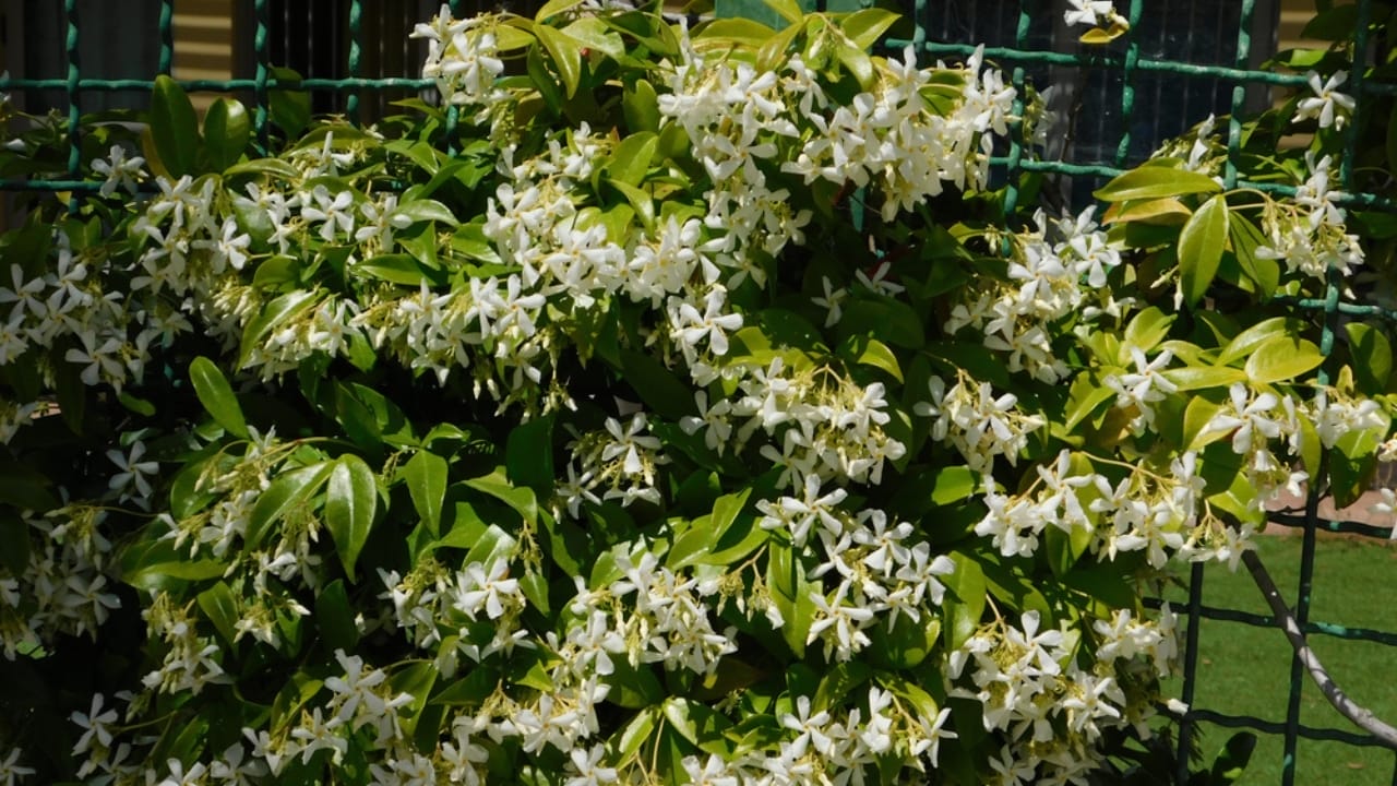 15 Flowering Vines That Beat the Weeds Every Time 9 15 Flowering Vines That Beat the Weeds Every Time - star jasmine bloom ss1726645966