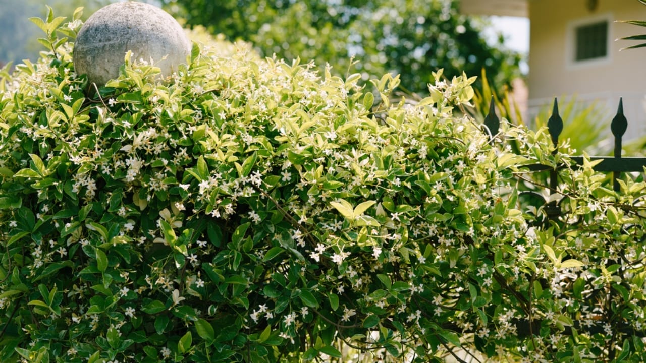Turn Your Fence into a Fragrant Wall of Green with This Plant - star jasmine fence flower ss1906499719