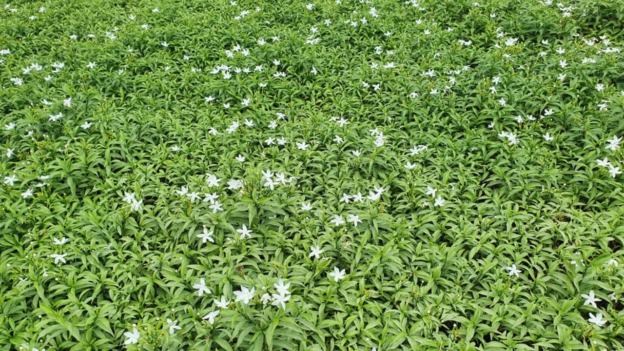 Turn Your Fence into a Fragrant Wall of Green with This Plant 6 Turn Your Fence into a Fragrant Wall of Green with This Plant - star jasmine landscape ss1772877560