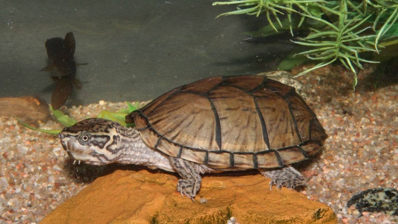 30 Unique Non-Fish Pets to Bring Life to Your Home Aquarium 25 30 Unique Non-Fish Pets to Bring Life to Your Home Aquarium - stinkpot musk turtles wc