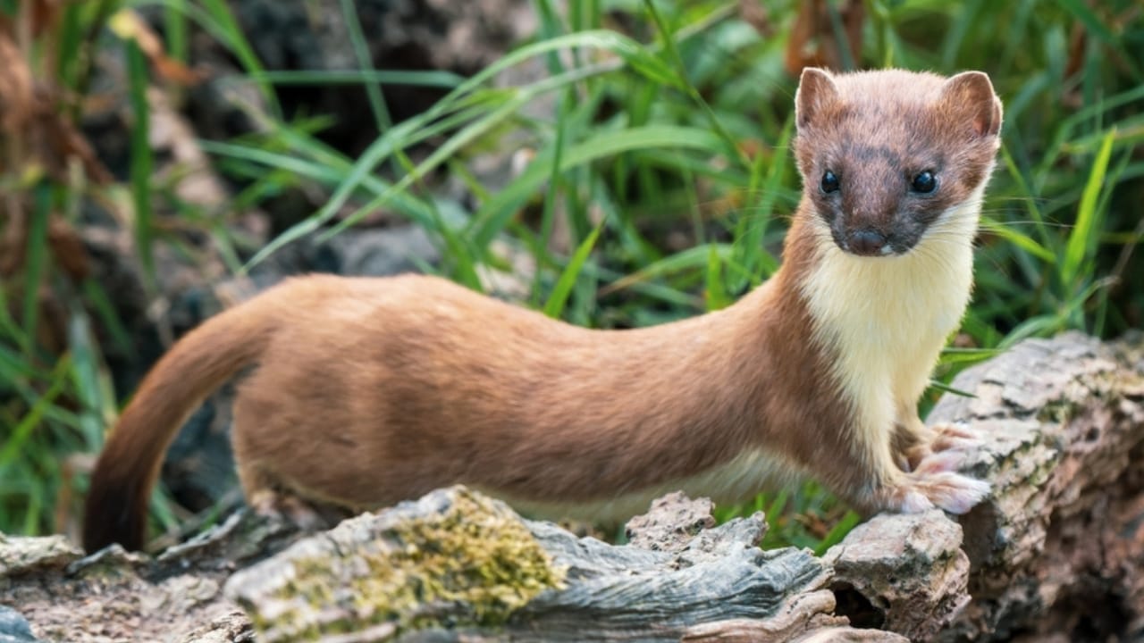 Don't Be Fooled: These 13 Animals May Look Like Ferrets, but They're Not 10 Don't Be Fooled: These 13 Animals May Look Like Ferrets, but They're Not - stoat ss2265331637