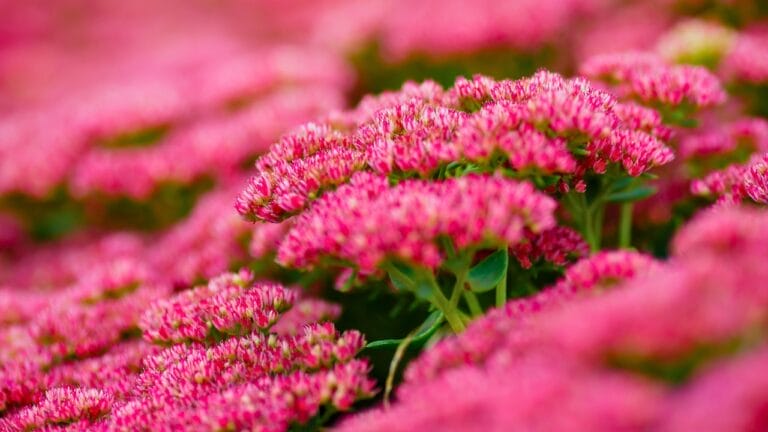 Grow a Weed-Free Garden with These 15 Clumping Perennials 1 Grow a Weed-Free Garden with These 15 Clumping Perennials - stonecrop Hylotelephium spectabile ss2058537362 degm