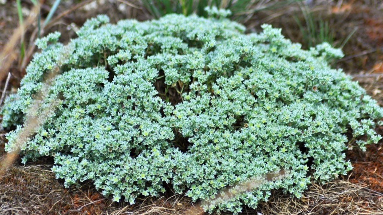 15 Evergreen Perennials for Constant Color & Natural Weed Control - stonecrop ss2414418307