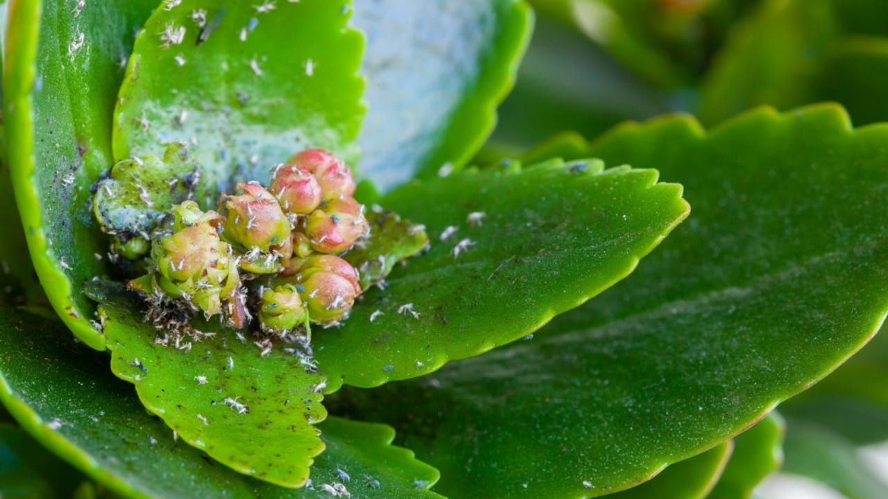13 Things Succulent Owners Never Warn You about (but Should) 6 13 Things Succulent Owners Never Warn You about (but Should) - succulent pests dp645795146