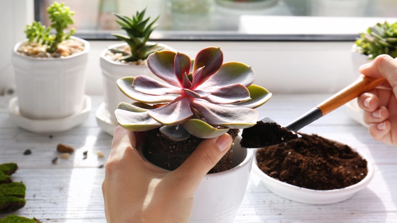 13 Things Succulent Owners Never Warn You about (but Should) 5 13 Things Succulent Owners Never Warn You about (but Should) - succulent soil dp139116846