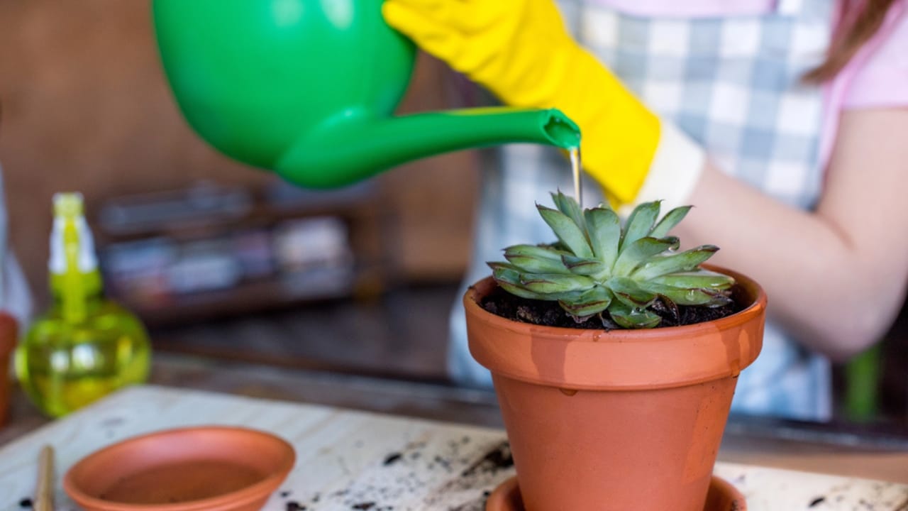 13 Things Succulent Owners Never Warn You about (but Should) 3 13 Things Succulent Owners Never Warn You about (but Should) - succulent watering dp140978210
