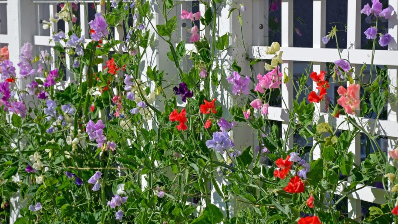 12 Fragrant Climbers to Make Your Backyard Smell Divine 5 12 Fragrant Climbers to Make Your Backyard Smell Divine - sweet pea dp79075274