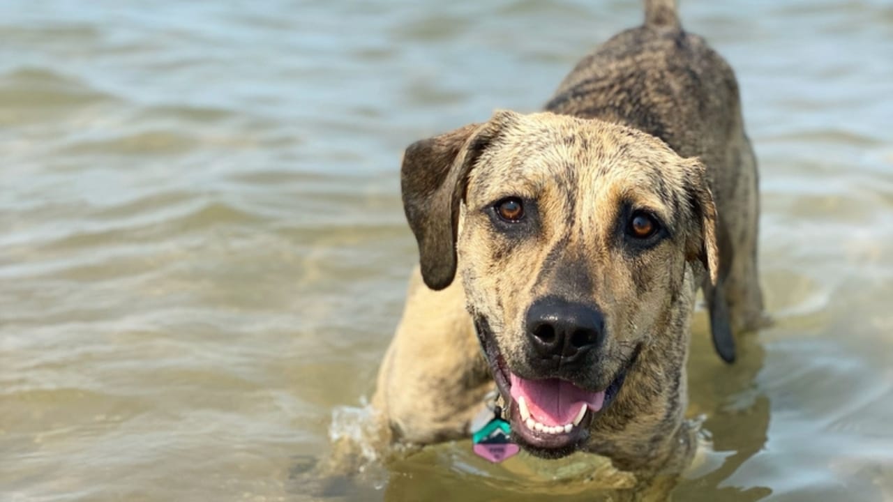 Meet the Plott Dog: 7 Reasons This Rare Hound Deserves Fame - swimmer plott hound ss2534258319