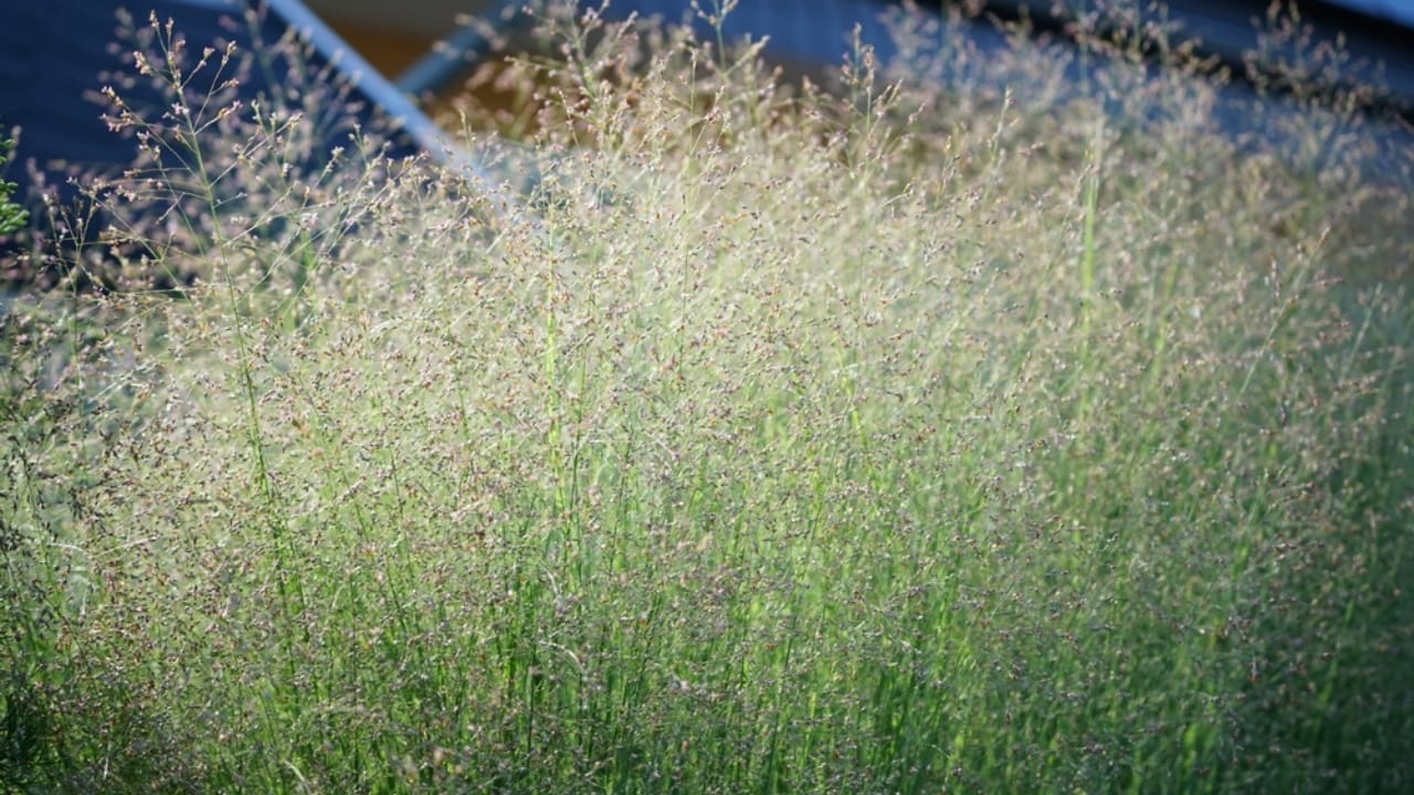 Say Goodbye to Weeds with These 15 Ornamental Grasses 3 Say Goodbye to Weeds with These 15 Ornamental Grasses - switchgrass ss2379448871