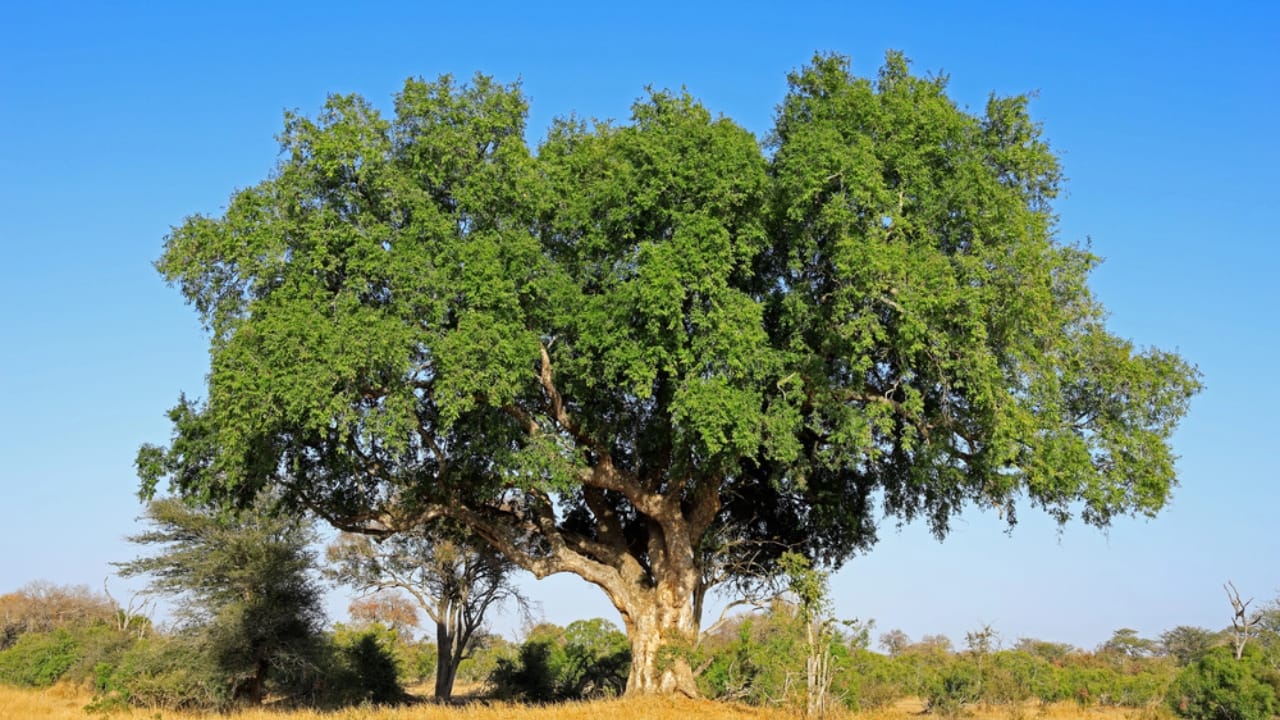 20 Trees That Could Be Your Lifeline in a Survival Situation 15 20 Trees That Could Be Your Lifeline in a Survival Situation - syamore tree dp309227924