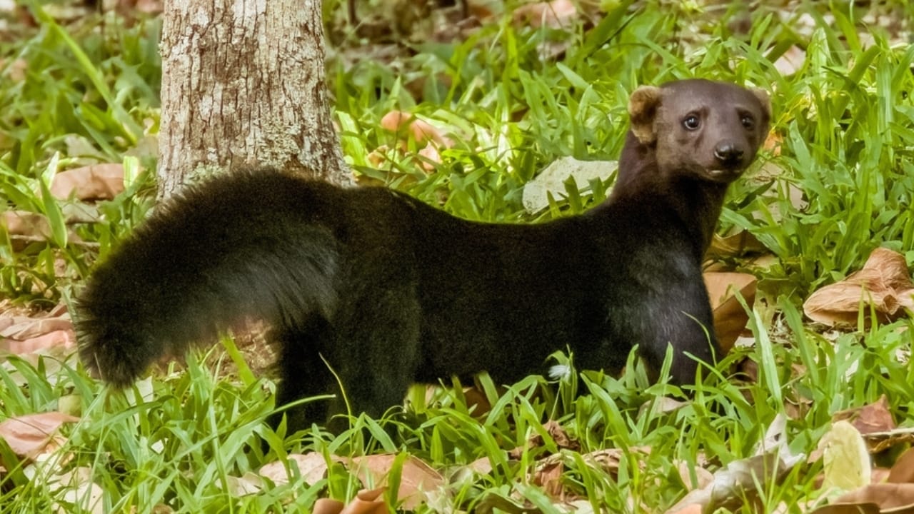 Don't Be Fooled: These 13 Animals May Look Like Ferrets, but They're Not 11 Don't Be Fooled: These 13 Animals May Look Like Ferrets, but They're Not - tayra ss2482213539