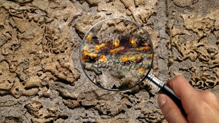 10 Nest Builders That Aren’t Birds —Meet Nature’s Unexpected Architects 3 10 Nest Builders That Aren’t Birds —Meet Nature’s Unexpected Architects - termite workers ss2169958025