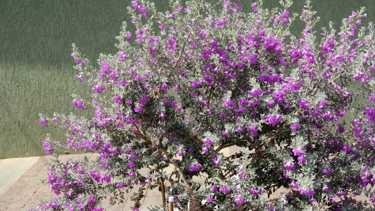 15 Hardy Plants That Thrive in Dry, Desert Landscapes 10 15 Hardy Plants That Thrive in Dry, Desert Landscapes -