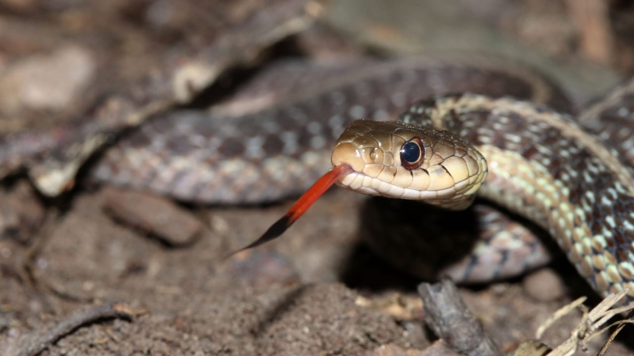 Purple Snakes: Nature’s Jewel-Toned Reptiles & Their Unique Traits 3 Purple Snakes: Nature’s Jewel-Toned Reptiles & Their Unique Traits - thamnophis sirtalis wc