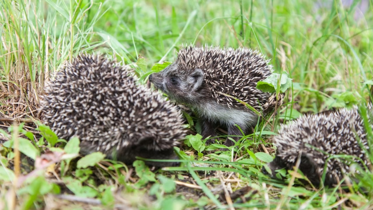 15 Hedgehog Facts That Prove They’re More Than Just Adorable Little Spikes 3 15 Hedgehog Facts That Prove They’re More Than Just Adorable Little Spikes - three hedgehogs dp126964746
