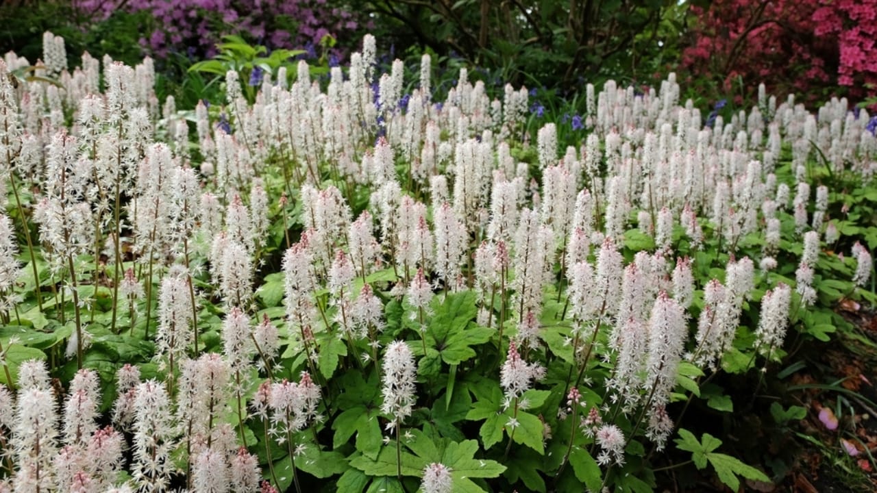 15 Perennials to Make Your Autumn Garden Glow with Colorful Foliage 9 15 Perennials to Make Your Autumn Garden Glow with Colorful Foliage - tiarella ss2466307717