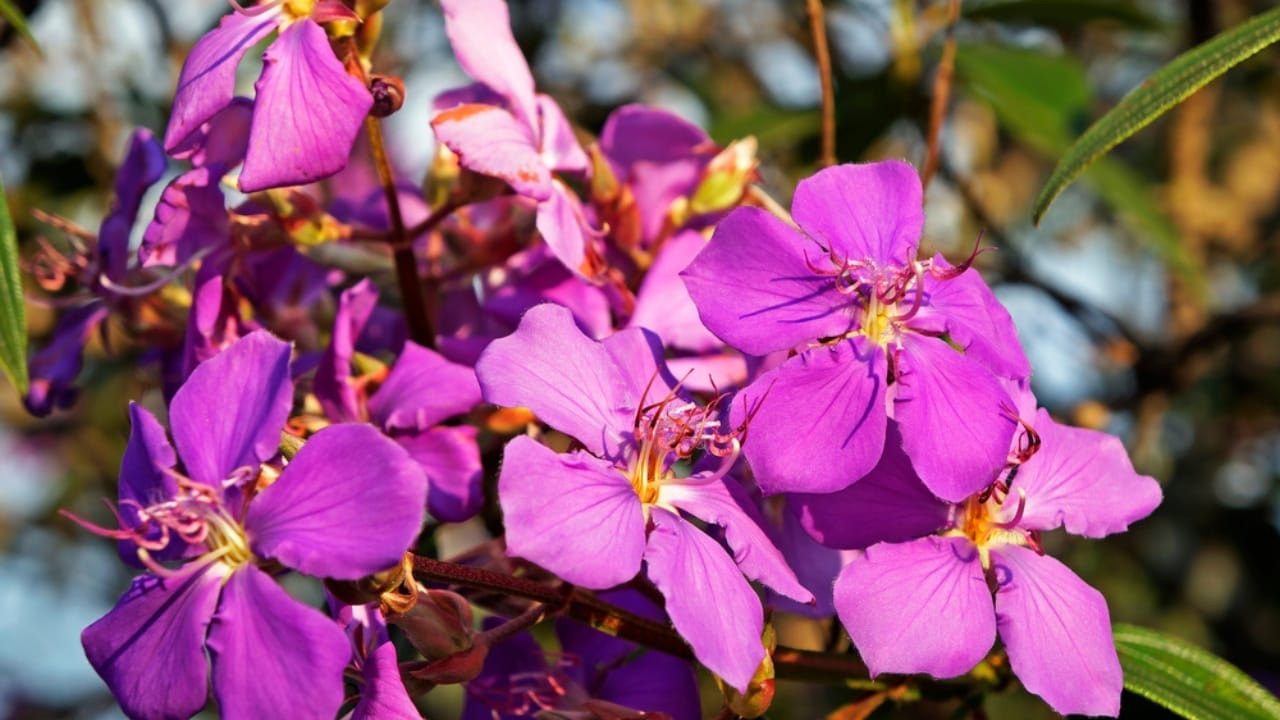 Watch These 13 Flowers Change Colors as the Season Changes 14 Watch These 13 Flowers Change Colors as the Season Changes - tibouchina granulosa ss1636209157