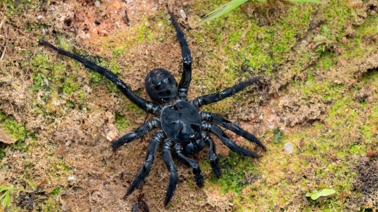 10 Nest Builders That Aren’t Birds —Meet Nature’s Unexpected Architects 6 10 Nest Builders That Aren’t Birds —Meet Nature’s Unexpected Architects - trapdoor spiders ss2248372889