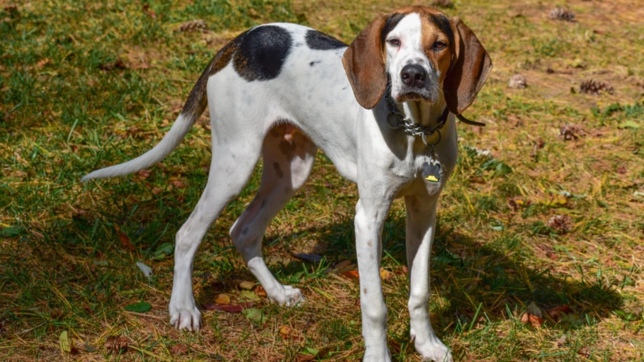 15 Breeds with a Taste for Freedom: Dogs That Love to Escape 15 15 Breeds with a Taste for Freedom: Dogs That Love to Escape - treeing walker coonhound ss1546744499