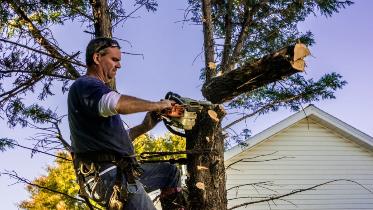 15 Easy Winterization Tips to Protect Your Home & Wallet 13 15 Easy Winterization Tips to Protect Your Home & Wallet - trimming tree ss1282254043