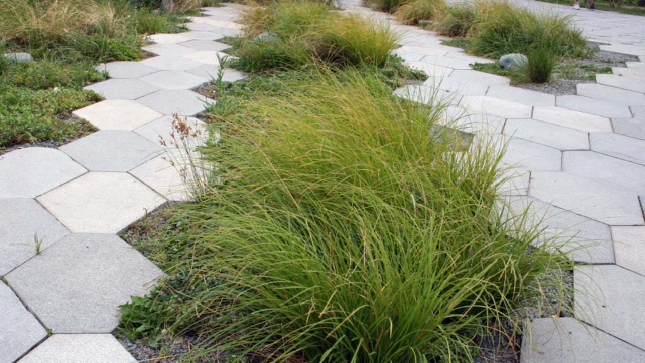 Say Goodbye to Weeds with These 15 Ornamental Grasses 13 Say Goodbye to Weeds with These 15 Ornamental Grasses - tufted hair grass ss1359314108