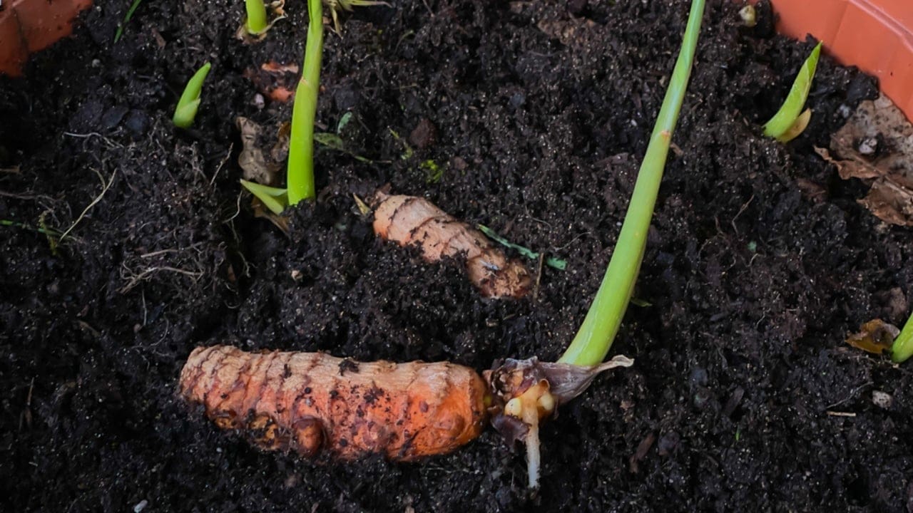 How to Successfully Grow Turmeric in Containers in Any Climate Zone 3 How to Successfully Grow Turmeric in Containers in Any Climate Zone - turmeric seedling dp543327098