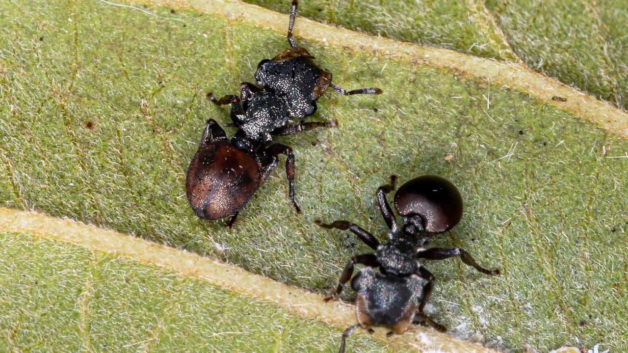 Turtle Ants Use Evolution to Turn Their Heads into Living Doors - turtle ant ss1656114472