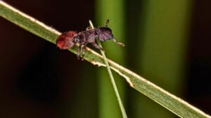 Turtle Ants Use Evolution to Turn Their Heads into Living Doors 1 Turtle Ants Use Evolution to Turn Their Heads into Living Doors - turtle ant ss2232770603