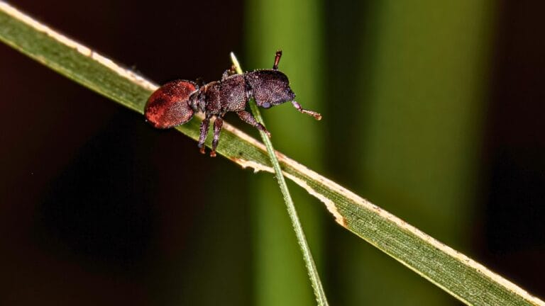 Turtle Ants Use Evolution to Turn Their Heads into Living Doors - turtle ant ss2232770603