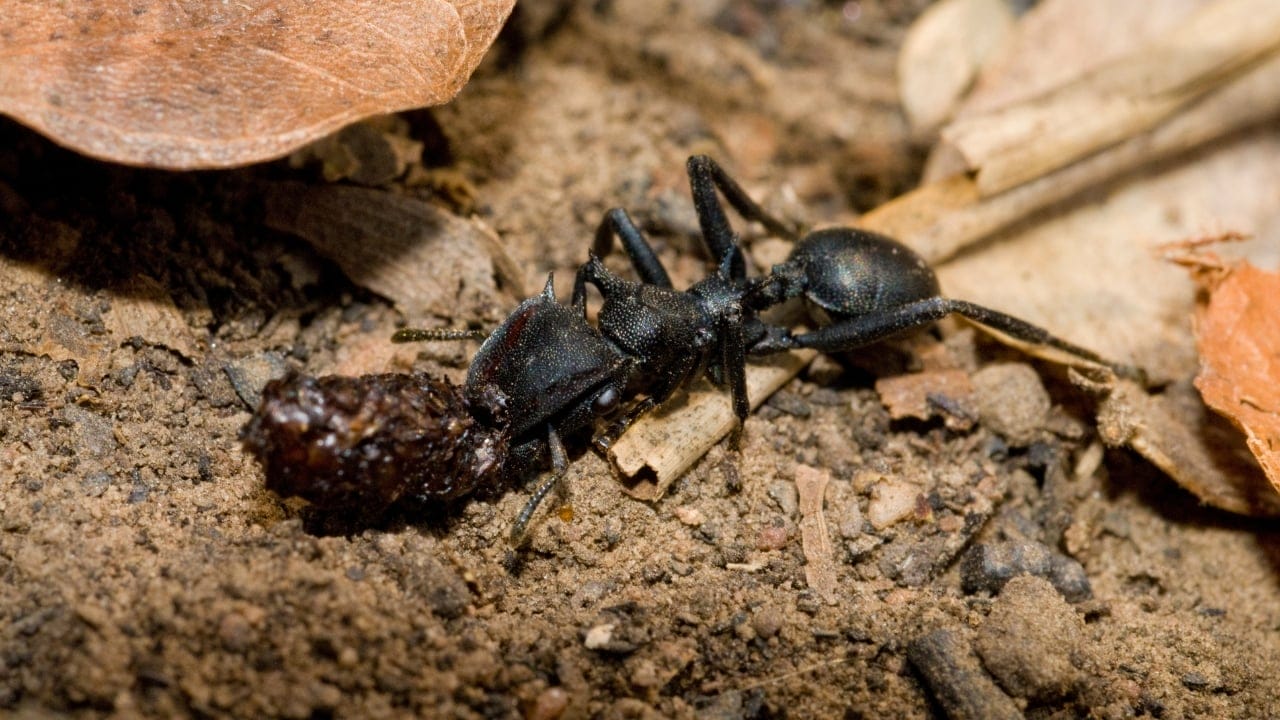 Turtle Ants Use Evolution to Turn Their Heads into Living Doors - turtle ant 1 wc