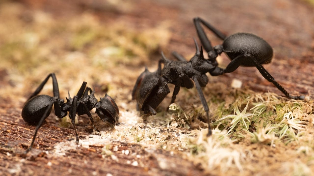 Turtle Ants Use Evolution to Turn Their Heads into Living Doors - turtle ant Cephalotes atratus wc
