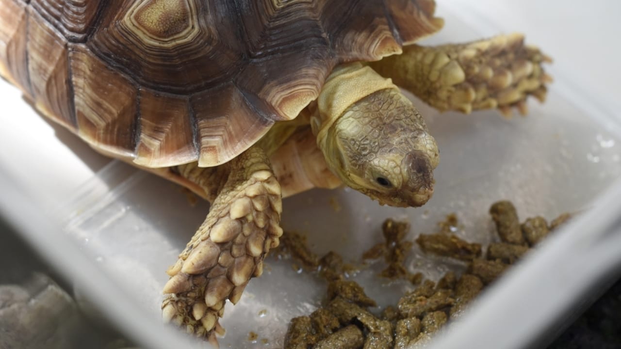 Crafting a Balanced Diet for Your Pet Turtle - a Handy Guide 6 Crafting a Balanced Diet for Your Pet Turtle - a Handy Guide - turtle eating food pellets ss2033448995