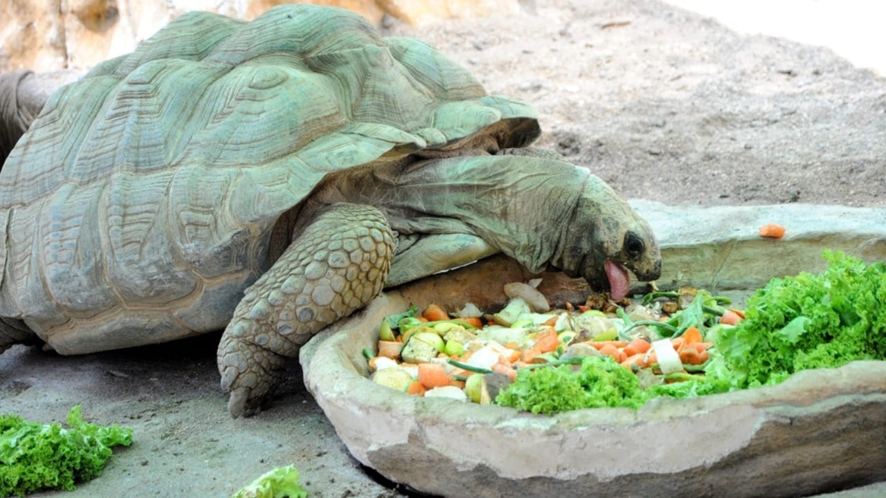 Crafting a Balanced Diet for Your Pet Turtle - a Handy Guide 3 Crafting a Balanced Diet for Your Pet Turtle - a Handy Guide - turtle is eating vegetable ss2133704497