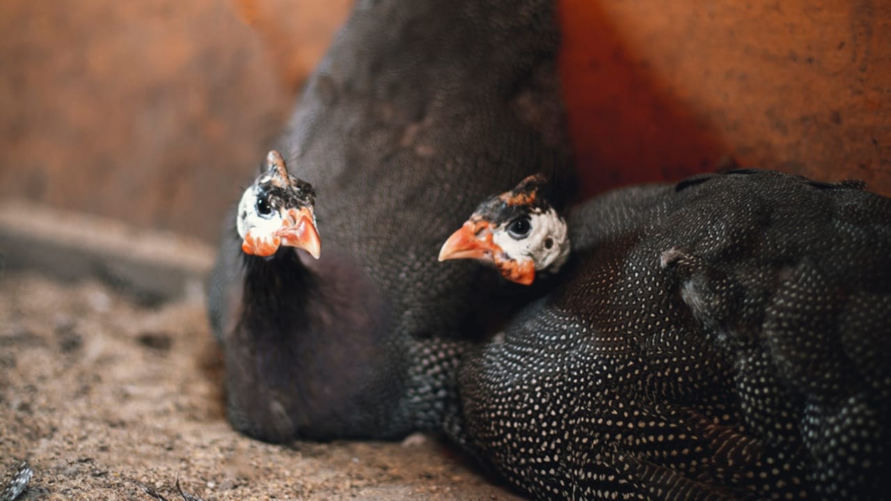 Thinking About Guinea Fowl... 16 Facts to Consider 6 Thinking About Guinea Fowl... 16 Facts to Consider - two guinea fowl dp397627120