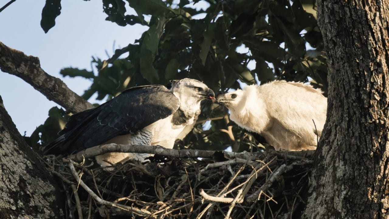 18 Facts About the Harpy Eagle, the Amazon’s Fiercest Raptor - two harpy eagle ss2490270015