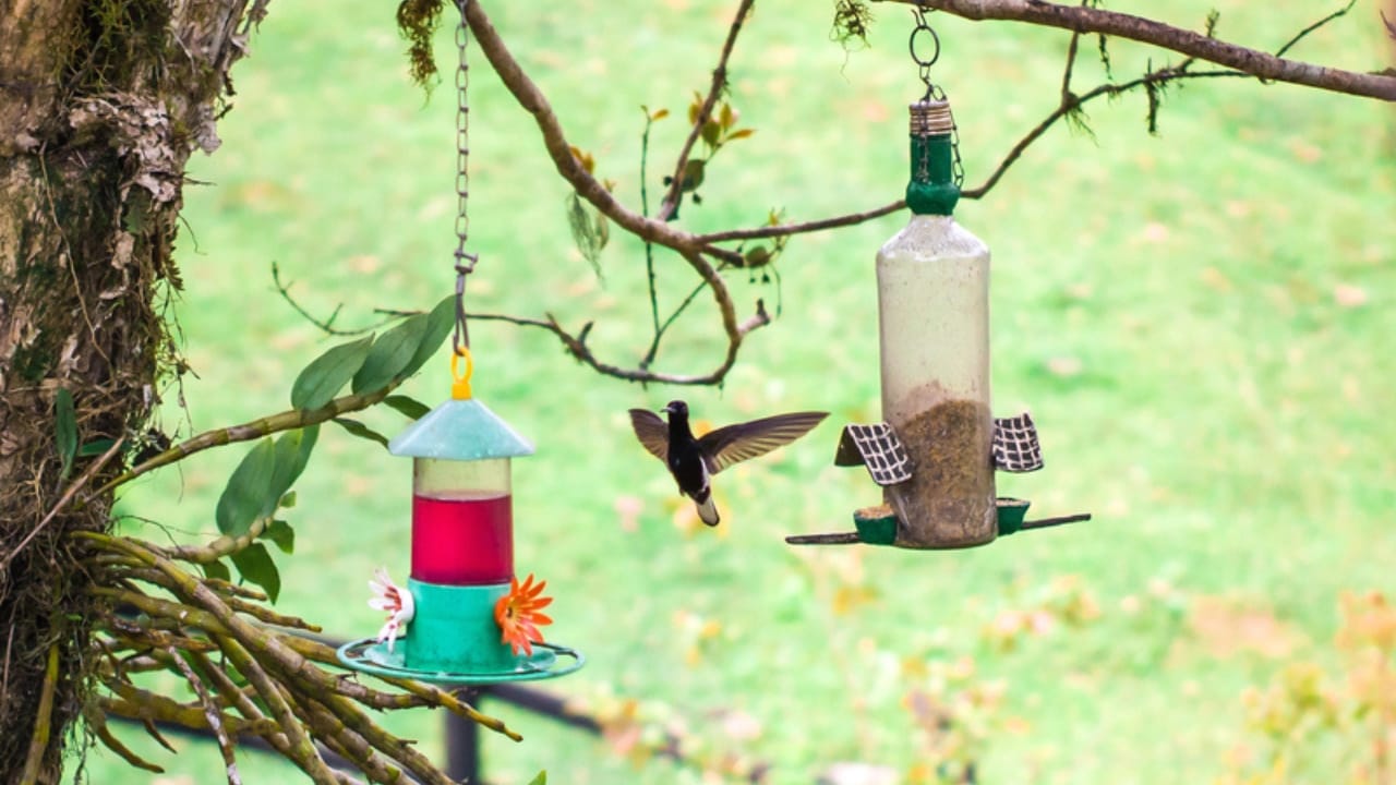 15 Places to Avoid When Hanging Your Hummingbird Feeder 6 15 Places to Avoid When Hanging Your Hummingbird Feeder - two hummingbird feeder dp742829564