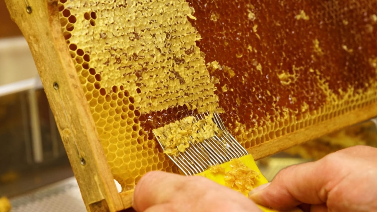 From Hive to Jar: The Art & Science of Harvesting Honey 4 From Hive to Jar: The Art & Science of Harvesting Honey - uncapping honeycombs honey harvesting dp414143678