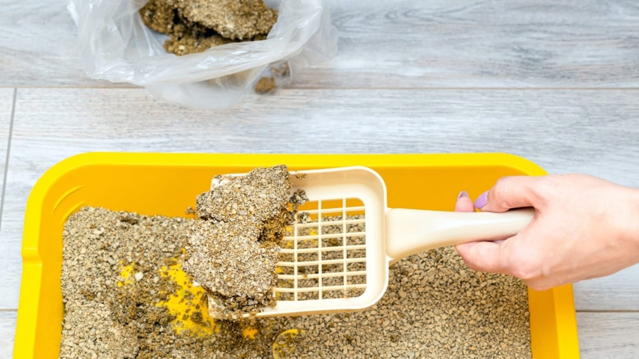 17 Items That Don’t Belong in Your Compost Bin 6 17 Items That Don’t Belong in Your Compost Bin - used cat litter ss2419403547