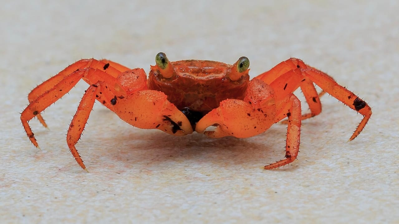 30 Unique Non-Fish Pets to Bring Life to Your Home Aquarium 17 30 Unique Non-Fish Pets to Bring Life to Your Home Aquarium - vampire crab wc